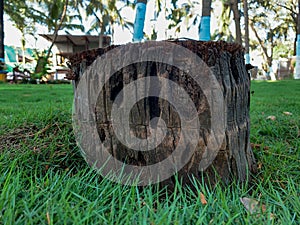 Coconut tree cut down in garden