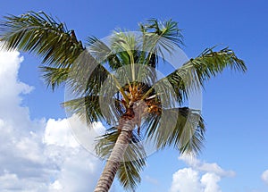 Coconut tree, Dominican Republic