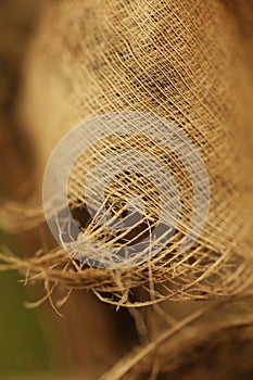 Coconut Tree Dry Cracked Bark