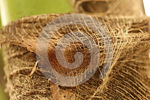 Coconut Tree Dry Cracked Bark
