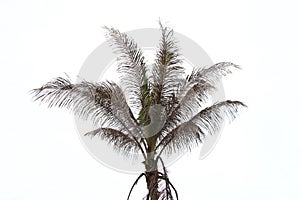 Coconut tree dying isolated on white