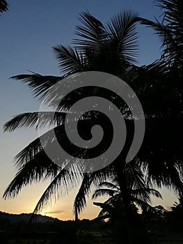 Coconut tree