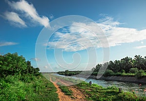 Coconut tree farm in India