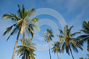 Coconut tree farm in India