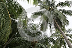 Coconut Tree