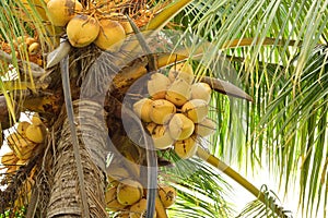 Coconut tree