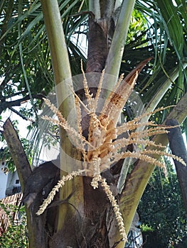 Coconut Tree Flowers Nature