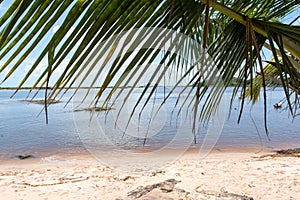 Coconut tree in the foreground and in the background a beautiful beach with white sand