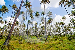 Coconut tree forest plantation field farm Mayaro Manzanilla Trinidad and Tobago photo