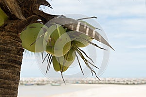 Coconut tree fruit beach sea ocean holiday object