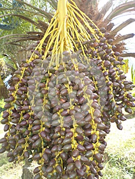 Coconut tree with fruits