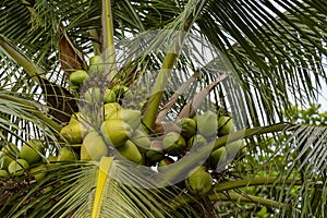 Coconut tree with fruits in Premier Hotel Ibadan Nigeria West Africa.