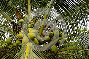 Coconut tree with fruits in Premier Hotel Ibadan Nigeria West Africa. photo
