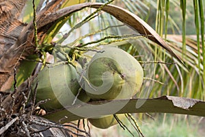 The coconut tree in a garden