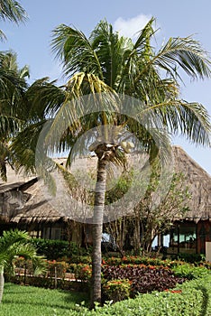 Coconut tree in a garden, Cancun, Mexico