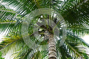 A coconut tree with green branch and coconut at the garden .