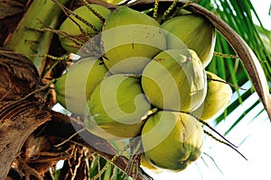 Coconut tree