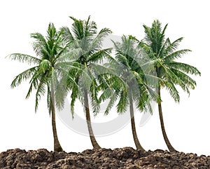 Coconut tree group