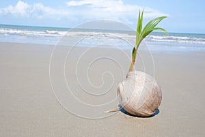 Coco un árbol creciente sobre el vacío Playa 