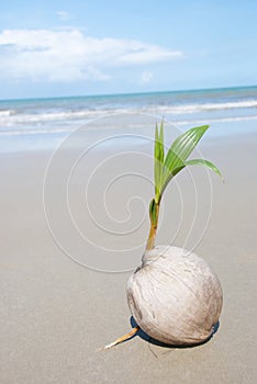 Coconut tree growing on empty tropical beach