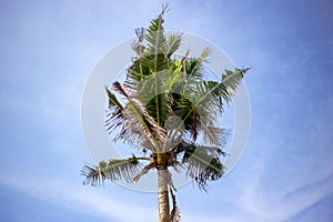 A coconut tree grows against the blue sky