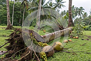 Coconut Tree That Had Long Fallen and Rotted
