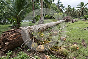 Coconut Tree That Had Long Fallen and Rotted
