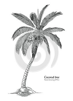 Coconut tree hand drawing engraving style