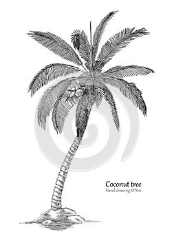 Coconut tree hand drawing engraving style photo