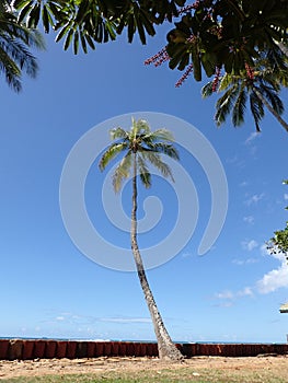 Coconut tree hang over stone cliff shore next to shallow ocean w