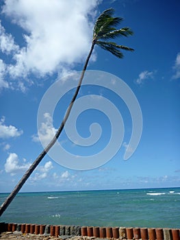 Coconut tree hang over stone wall with waves in shallow ocean wa