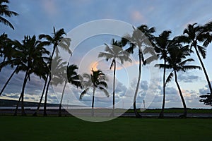 Coconut tree in Hawaii