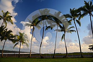 Coconut tree in Hawaii