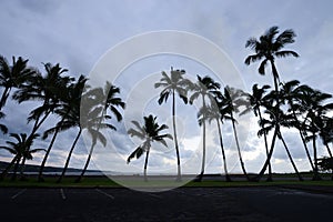 Coconut tree in Hawaii