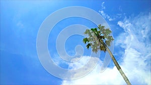 Coconut tree heap beautiful white cloud clear blue sky huge rollong in the rainy season time lapse