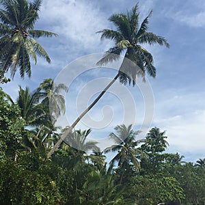 Coconut tree on the hill with blue sky background