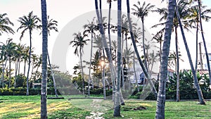 Coconut tree on Hon Tre island