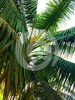 Coconut tree, Hurricane tropical storm coconut palm tree leaves.