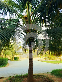 Coconut tree, Hurricane tropical storm coconut palm tree leaves.