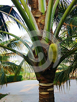 Coconut tree, Hurricane tropical storm coconut palm tree leaves.