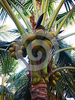 Coconut tree, Hurricane tropical storm coconut palm tree leaves.