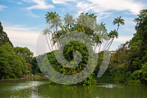 Coconut Tree Island in Swan Lake