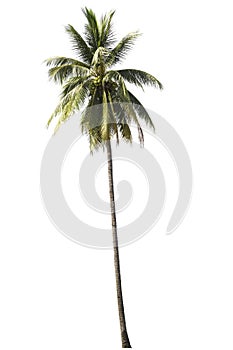 Coconut tree isolated