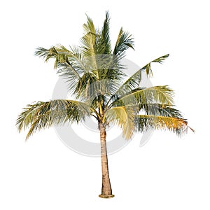 Coconut tree on isolated white background