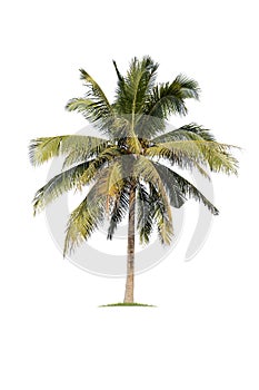Coconut tree isolated on white background. isolated tree on white background isolated tropical tree used for advertising and archi photo