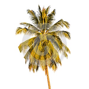 Coconut tree isolated on white background