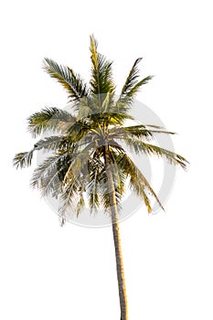 Coconut tree isolated on white background