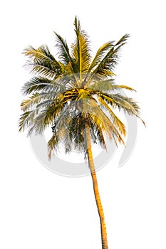 Coconut tree isolated on white background