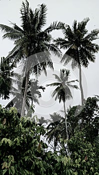 Coconut tree and Kakao tree photo