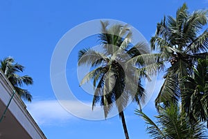 Coconut tree Kerala Natural